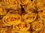 Photo of yellow roses. At every commencement ceremony, each Erikson graduate receives a yellow rose.
